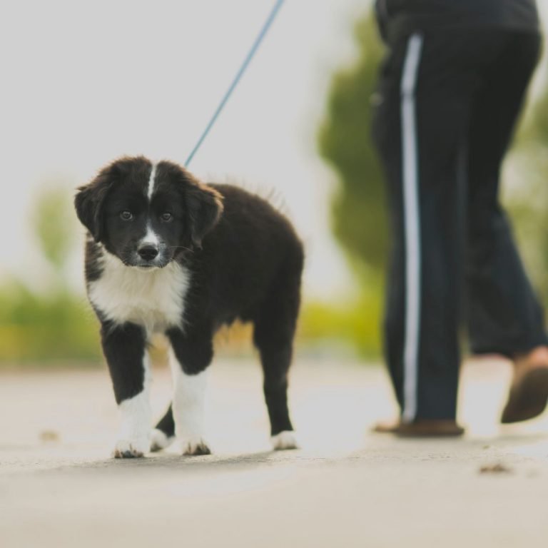 Black and white doggy on a leash in the foreground with the bottom half of a walking person in the background outdoors