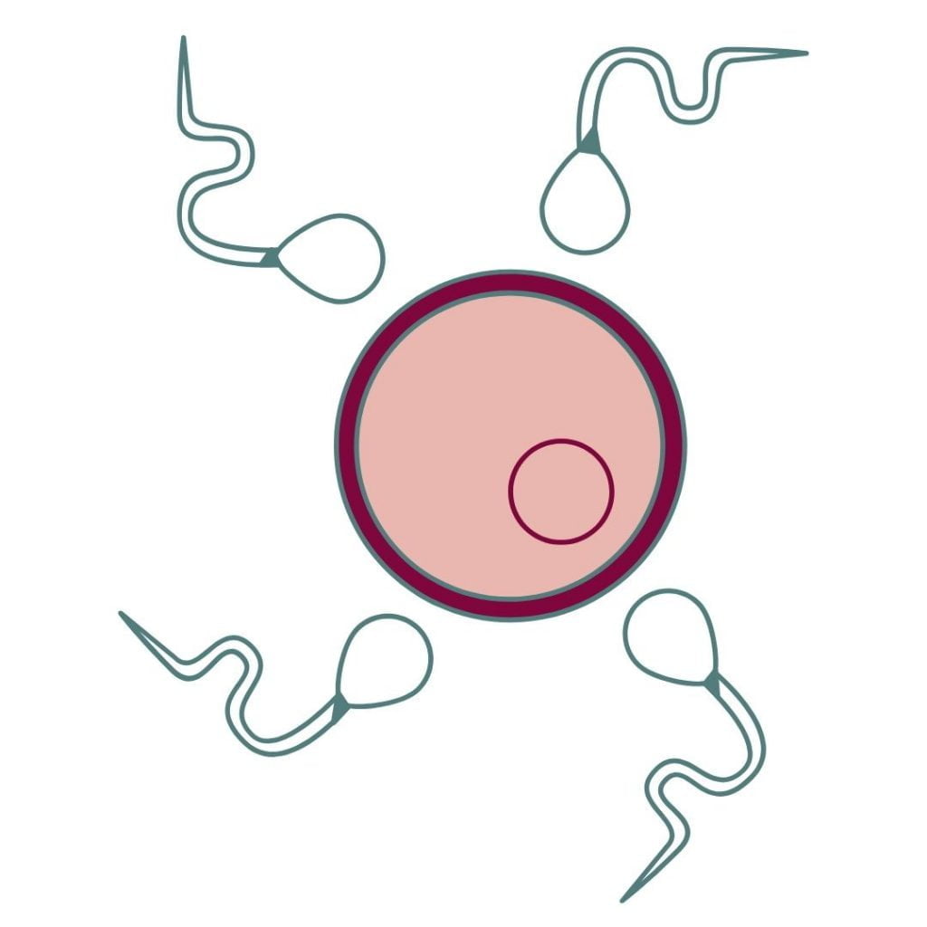 4 green sperm clipart surrounding a pink egg (light pink circle with a magenta border)