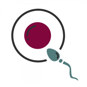 egg and sperm clipart